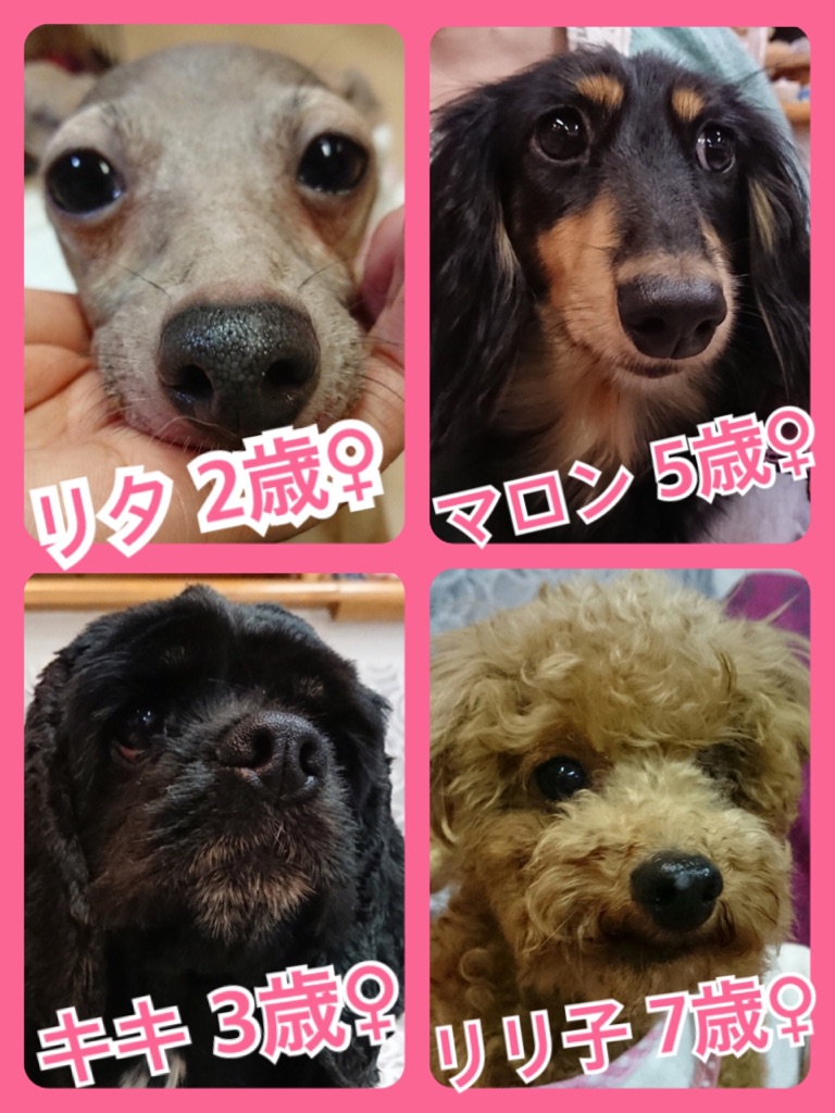 【今日の里親様募集中ワンコ🐶メンバー🐾】2018,7,10